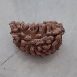 1 mukhi rudraksha