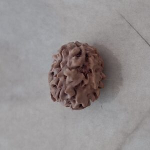 2 mukhi rudraksha