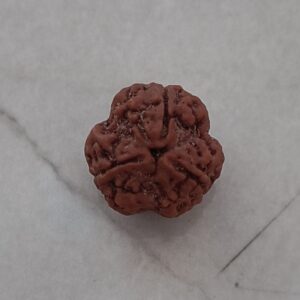 3 mukhi rudraksha