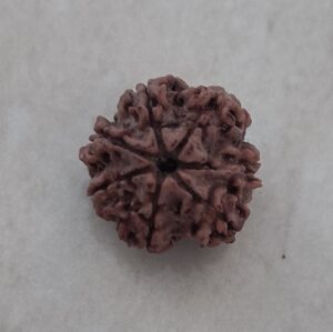 7 mukhi rudraksha