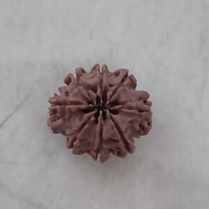 8 mukhi rudraksha