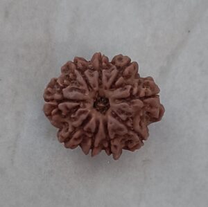 9 mukhi rudraksha